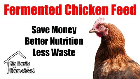 Fermented CHICKEN FEED SAVE MONEY More Nutrition | Big Family Homestead