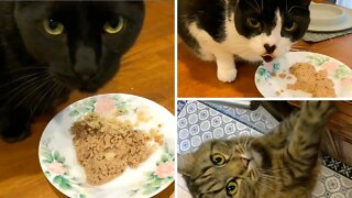 How I feed my mom's 4 cats