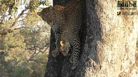 Leopard And Cub - Life Outside The Bushcamp - 39: Playing In A Jackalberry Tree