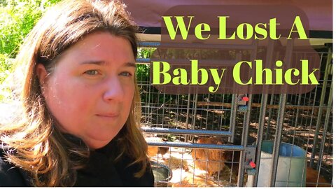 Chicken Predator Problems | We Lost A Baby Chick
