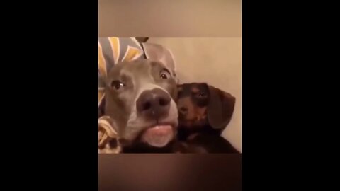 Dog reacts to lick. So funny 😂 #shorts #funnymoments #animallover please subscribe for more 👇🙏