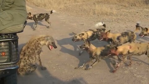 Vicious attack on hyenas by pack of wild dogs