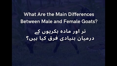 What Are the Main Differences Between Male and Female Goats