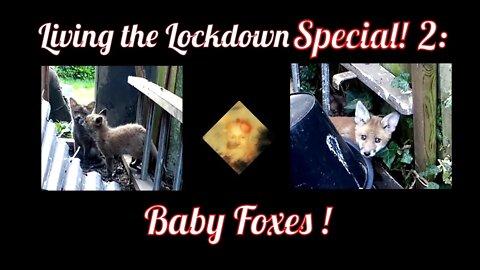 Baby Foxes ! Living The Lockdown Special: 2 !