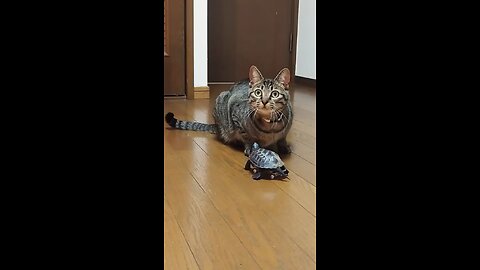 cat and turtle friendship