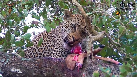 Leopard Has A Snack In A Tree