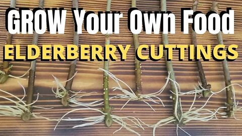 How to take ELDERBERRY CUTTINGS!! FAST, EASY, CHEAP!!