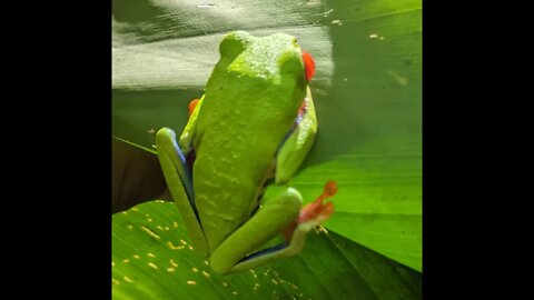 Red-Eyed Tree Frog Encounter in Costa Rica