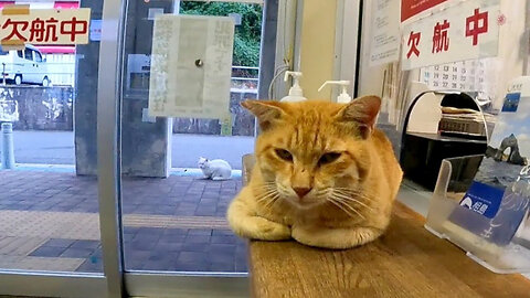 Stray cat at the ferry terminal "Cancelled today Nyan"