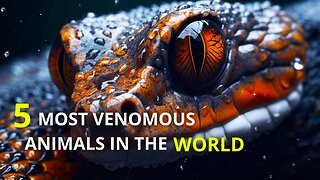 Top 5 Most Venomous Animals In The World