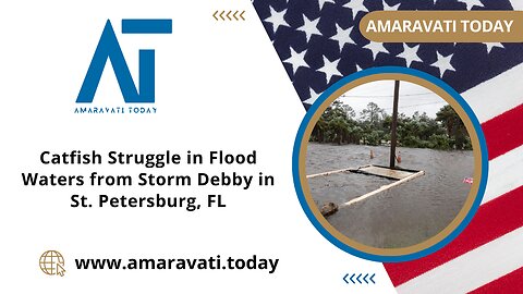Catfish Struggle in Flood Waters from Storm Debby in St Petersburg, FL | Amaravati Today News