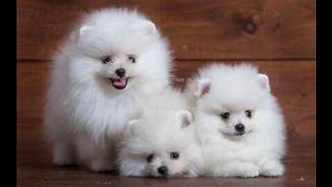 Cute Pomeranians being cute