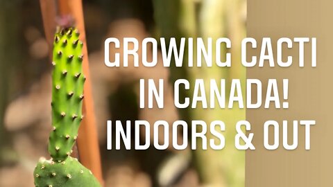 KEEPING PRICKLY PEAR CACTI IN CANADA INDOORS. COMMON CACTI ISSUES & FIXES | Gardening in Canada