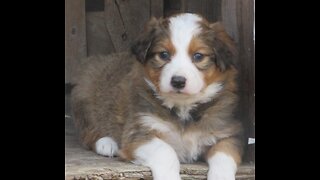 Week 5- English Shepherd Puppies- Oct. 2022 Litter