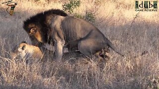 WILDlife: Lions Get It On On An Open Plain