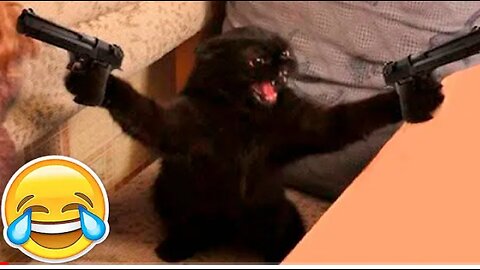 New funny animals 😂 funniest cats and Dogs video