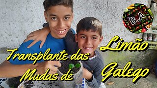 Como Transplantar Mudas de Limão Galego #diy #diygarden #hortaorganica