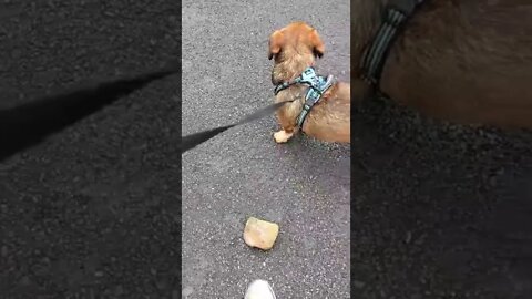 Cute jackweenie playing with a rock