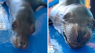 Adorable seal loves smiling at the camera