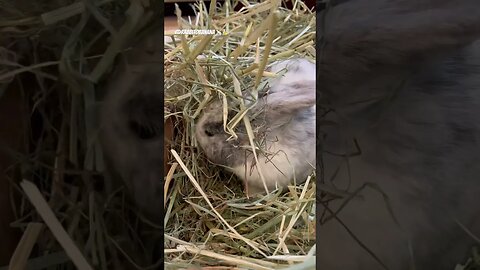 Bunny hides in the hay 🐇 eating ASMR