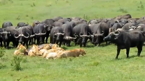 Buffalo attack lion and killed | Amazing fighting || 2022 ||