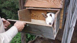 Raising Meat Rabbits on the Homestead, Doe Preparing Her Nest and Babies!