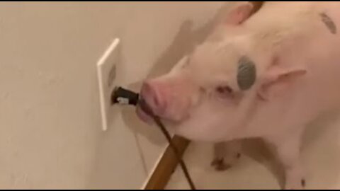 Pig Annoyed by Vacuum Cleaner And Unplugs it Each Time