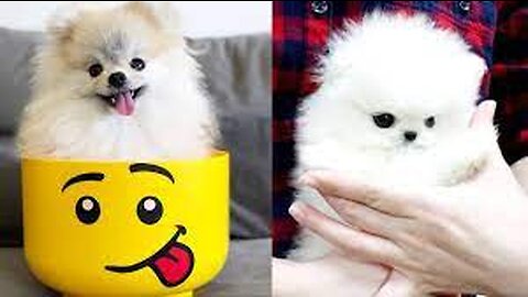 😍 Mini Pomeranian - Funny and Cute Pomeranian Puppies Videos Compilation,Episode :241