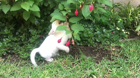 Cat Picks Flower From Tree All By Herself