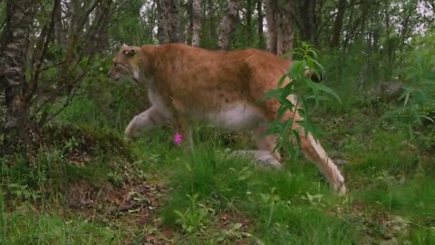 Close-up of a european lynx walking in the forest at summer7