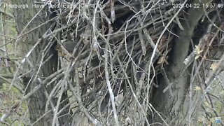 Hays Eagles nest Those pesky squirrels 4.22.20