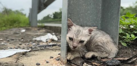 Rescue kittens wandering on the highway at risk of dangerous accidents