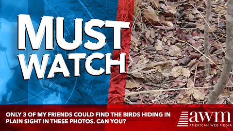 Only 3 Of My Friends Could Find The Birds Hiding In Plain Sight In These Photos. Can You?