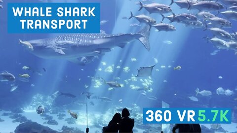 Whale Shark Transport || Ocean Voyager || Episode - 8 || 360 VR Video
