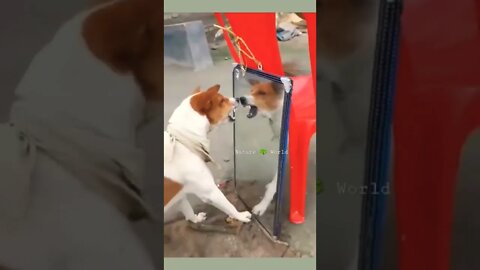 कुत्ता खुद को कांच में देख रहा है🤣So Funny Dog👈