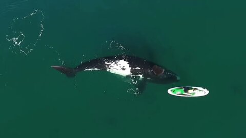 Whale gently pushes paddleboarder with fin.🐳🚣🤯