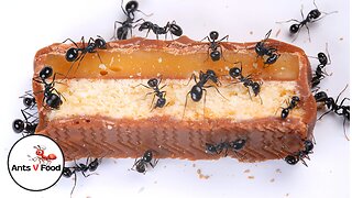 Ants vs Twix Food Time Lapse Short Version