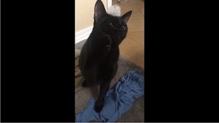 Kitten completely baffled by bubbles on his head