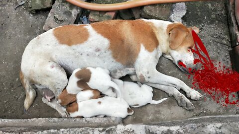 baby Dog and mother