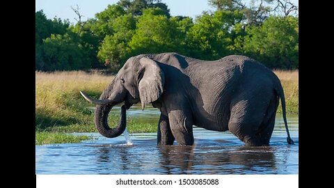 Elephant Drinking Water