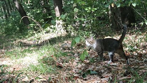 Cat Walks through the Grass in the Forest