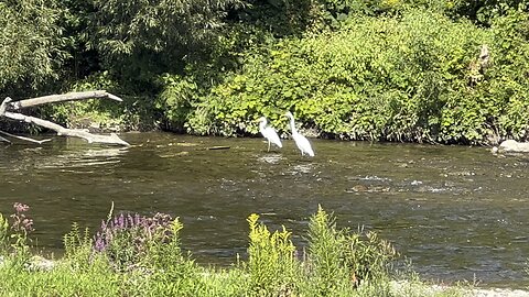 Two Great White Egrets in synch