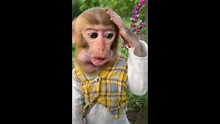 Funny Animal video to watch