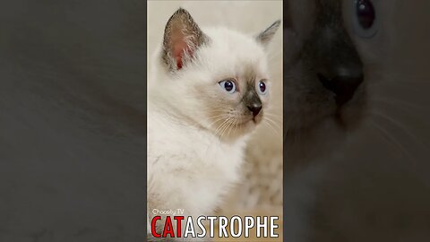 😼 #CATASTROPHE - Thai Siamese Kitten 🐈