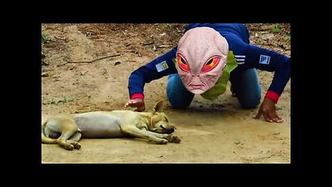 Fake Alien and Fake Wolf Prank to cat, dog, | So Funny Videos Prank 2023 - Troll dog Funny Prank