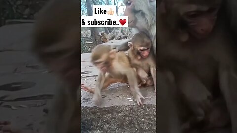 Monkey fight 🙈🐒 #wildlife #asmr #fight