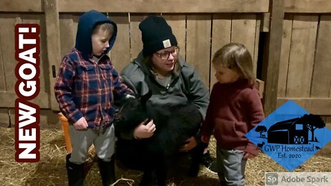 Three’s a Crowd? Adding a Nigerian Dwarf Buck to the Herd.