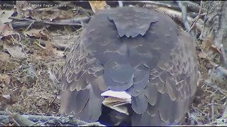 Hays Eagles Dad brings Mom a fish Great view of the 3 eggs 31822 15:40