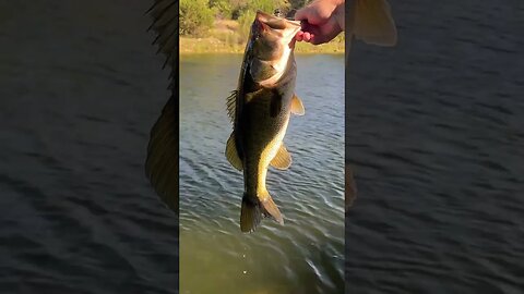 Topwater Dragon Slayers are fooling the summer Bass in this heat! #fishing #bassfishing