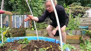 Harvesting Potatoes out of My kiddie pool￼￼